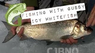 Fishing with Gussy Icy Whitefish [upl. by Kester73]