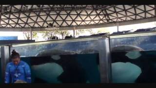 Seaworld San Antonio  closeup look at killer whales [upl. by Ahsiret]