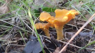 Cantarelas Noviembre 2024 Cantharellus cibarius y pallens [upl. by Zerline820]