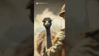 The Emu War Australia EmuWar WeirdHistory [upl. by Latashia763]