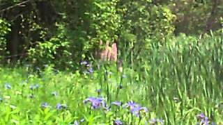 Pritchards Lake Sugarloaf Provincial Park Campbellton NB [upl. by Oyam575]