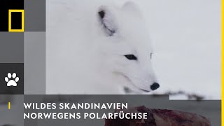 WILDES SKANDINAVIEN  Norwegens Polarfüchse  National Geographic [upl. by Lashond]