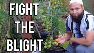 STOP TOMATO BLIGHT  How To Stop Tomato Blight [upl. by Yssor342]