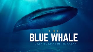 Blue Whale  The Gentle Giant of the Ocean  Hindi  Infinity Stream [upl. by Cointon269]