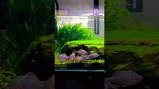 Survival Challenge Will Your Minnows Make It Through Winter Unheated  Pondon Aquarium [upl. by Oicirtap]