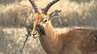 Killing BirdOxpecker KrugerPark [upl. by Hugon654]