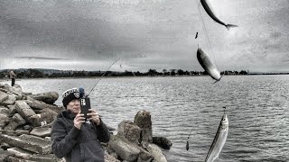 Catching Jacksmelt from the bank at Alameda Crab Cove [upl. by Lynad]