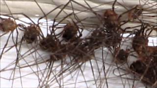 Daddy Long Legs Opiliones Harvestmen Oh My creepy spider like things clumped together [upl. by Arissa]