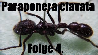 Paraponera clavata Folge4 Haltungsbericht [upl. by Remde752]