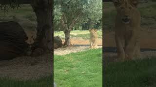 werribeemelbournevideolionlioncubs [upl. by Ivar]