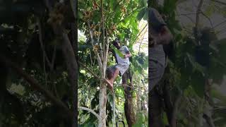 Lanzones Picking asmrvideo fruit backyardfarming shorts fruittrees [upl. by Oriel]