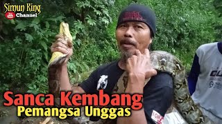 Sanca Kembang Pemangsa Unggas Akhirnya Tertangkap [upl. by Reinhardt]