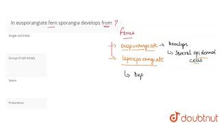 In eusporangiate fern sporangia develops from [upl. by Essirehc19]