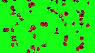 flowers falling green screen effects [upl. by Elyc]