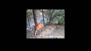 Trail 1  15 1124  Beautiful Barking Deer [upl. by Hellman990]