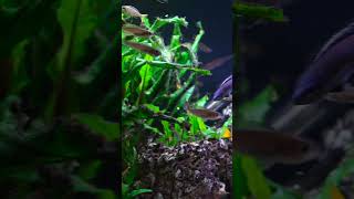 Cyprichromis leptosoma shorts fish fishtank aquarium petfish fishkeeping petfish [upl. by Ahset]