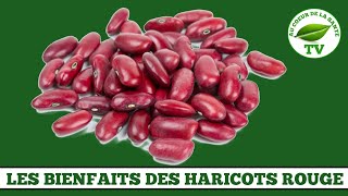 LES BIENFAITS DES HARICOTS ROUGE [upl. by Eyt294]