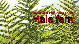 From dinosaurs to cancer research The incredible saga of the male fern [upl. by Analat241]