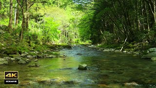 4K 自然環境音  湧き水が流れる川の音 鳥のさえずり birds chirping [upl. by Benisch201]