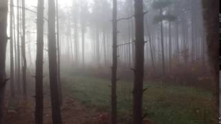 Foggy Forest [upl. by Damara202]