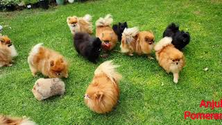 Pomeranian puppies playing in the garden  Anjula Pomeranians Toy Poms [upl. by Ahsinrats]