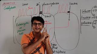 Digestion and absorption L14 absorption of carbohydrates [upl. by Harbour]