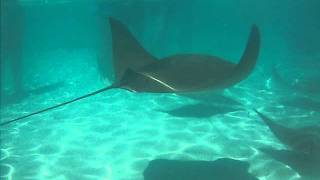 Discovery Cove Rays swarming at feeding time at Seaworld Orlando [upl. by Dnomhcir]