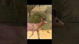 Kirkʼs dik dik  hunting clash [upl. by Zellner]