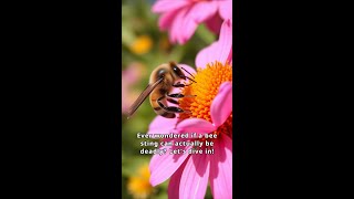 Can a Bee Sting Kill You The Truth Revealed [upl. by Aihsena]