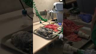 Shocking Video Of Nurse Inflating Healthy Lungs Vs Smoker’s 2 [upl. by Niffirg]