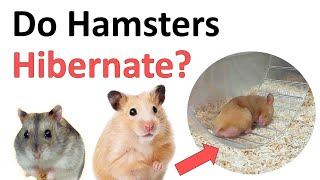 Do hamsters hibernate [upl. by Inga]