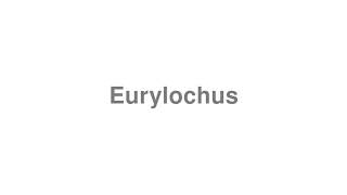 How to Pronounce quotEurylochusquot [upl. by Ehcsrop]