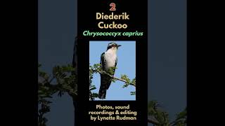 3 CUCKOO SONGS from southern Africa birds cuckoo cuckoosong [upl. by Celie]