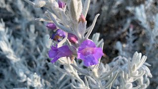 Eremophila nivea Silky Eremophila  Must see September 2021 [upl. by Kraft]