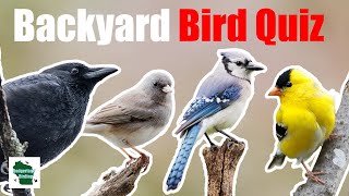 Can You Identify These 25 Common Backyard Birds Central and Eastern North America [upl. by Inger]