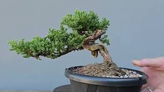 Pré Bonsai Procumbens 7 Anos [upl. by Meeki]