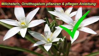 Milchstern Ornithogalum Dubium Pflege Tipps – Standort gießen düngen überwintern Schädlinge [upl. by Tobye]