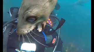 Sea Lion attacks person [upl. by Rossen]