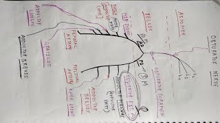 Obturator Nerve  Lower Limb Anatomy  TCML [upl. by Farland]