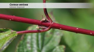 Red Osier dogwood Cornus sericea  Plant Identification [upl. by Enitsuga]