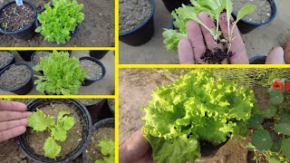 Growing Lettuce leaf from seeds  Happy Plants Urdu [upl. by Faubion238]