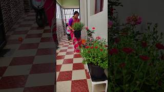 Minivlog240 💁Home Garden set pannaporen shorts shortsfeed home trending [upl. by Aivalf]