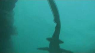 Nurse Shark [upl. by Zeidman735]