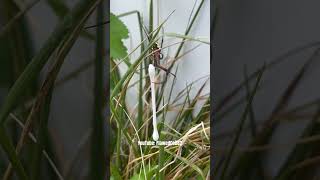 Giving A Drink Of Water To A Thirsty Argiope Garden Spider [upl. by Helas713]