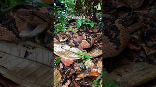 Bushmaster in Trinidad bushmaster snake wildlife trinidad herping fyp [upl. by Jobye]