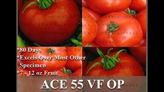 ACE 55 Tomato seeds  GREAT HEIRLOOM  Vigorous SEEDS on wwwMySeedsCo [upl. by Nagn693]