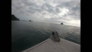 Kina Sea Urchin diving in Bay of Plenty Aotearoa New Zealand 08112024 [upl. by Sakram731]