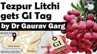 Tezpur Litchi gets GI Tag  Why this Litchi is so special amp know about Litchi cultivation in India [upl. by Suivat]