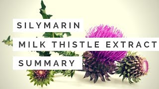 Milk thistle extractssilymarinsilibinSilybum marianum benefitsfunctionsproduction 2018 Organic [upl. by Zia]