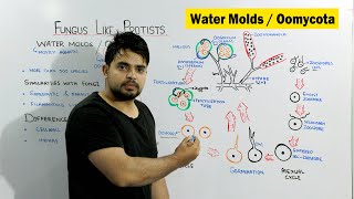 Water molds Oomycota  Fungus Like Protists  Chapter Protista and Fungi [upl. by Helgeson]